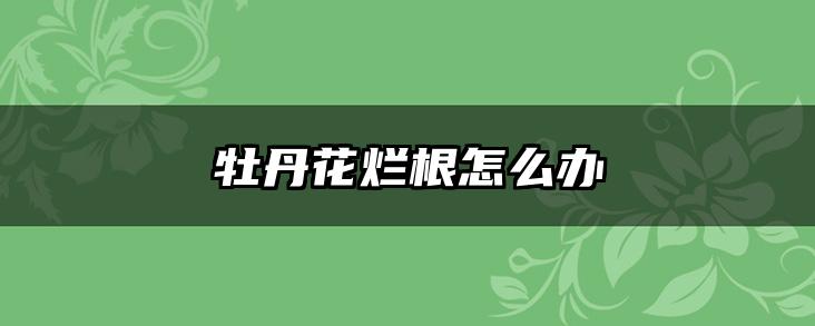 牡丹花烂根怎么办