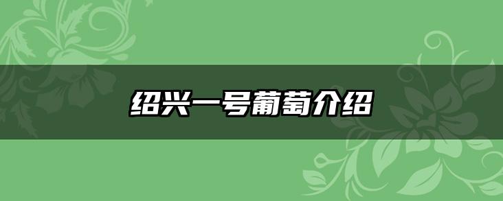 绍兴一号葡萄介绍