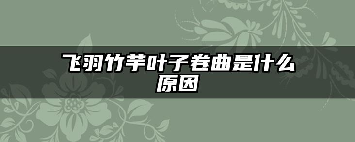 飞羽竹芋叶子卷曲是什么原因