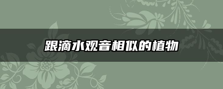 跟滴水观音相似的植物