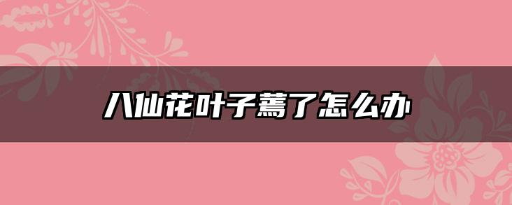 八仙花叶子蔫了怎么办