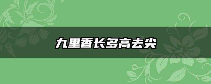 九里香长多高去尖
