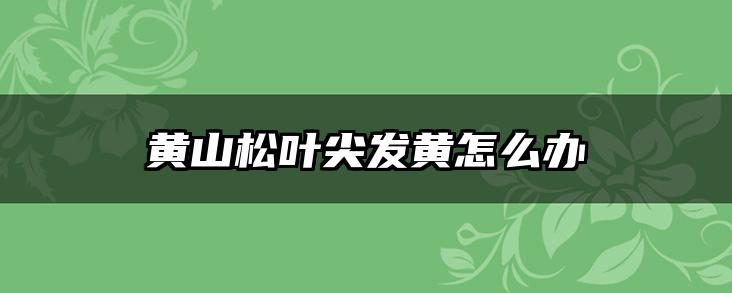 黄山松叶尖发黄怎么办