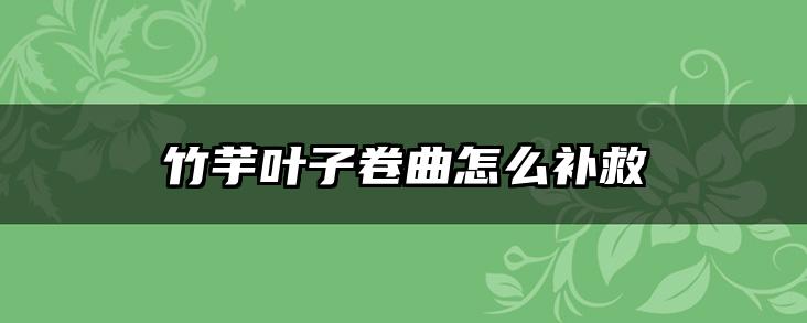 竹芋叶子卷曲怎么补救