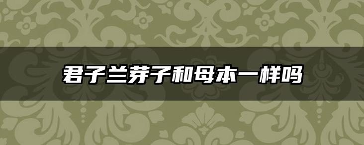 君子兰芽子和母本一样吗