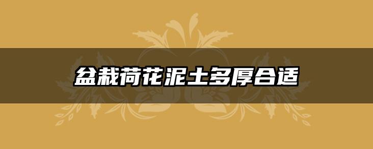 盆栽荷花泥土多厚合适