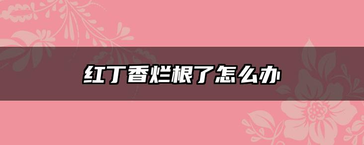 红丁香烂根了怎么办