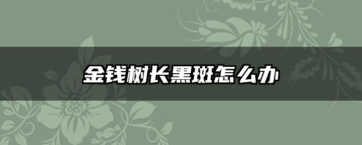 金钱树长黑斑怎么办