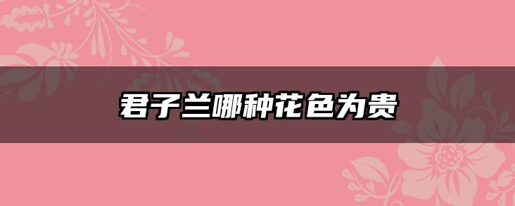 君子兰哪种花色为贵