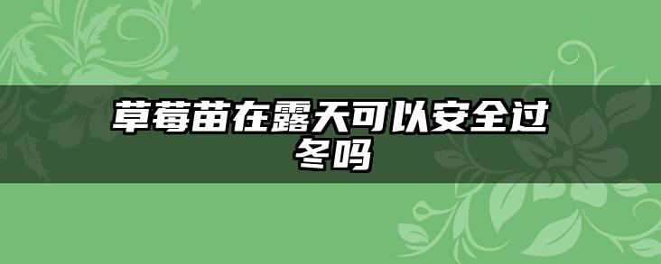 草莓苗在露天可以安全过冬吗