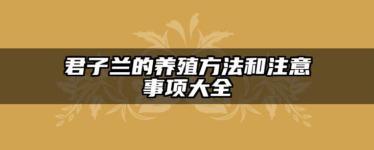 君子兰的养殖方法和注意事项大全
