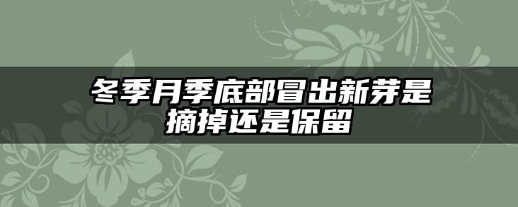 冬季月季底部冒出新芽是摘掉还是保留