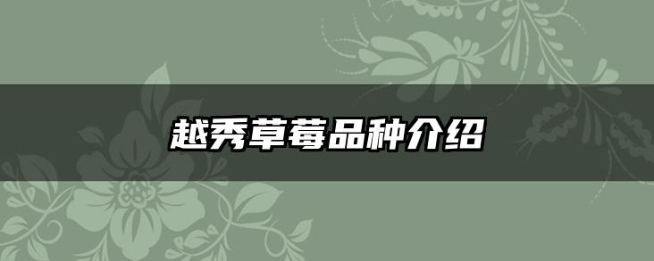 越秀草莓品种介绍