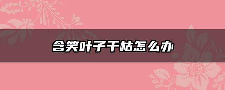 含笑叶子干枯怎么办