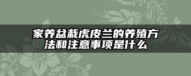 家养盆栽虎皮兰的养殖方法和注意事项是什么