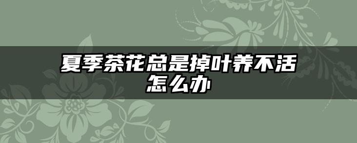 夏季茶花总是掉叶养不活怎么办