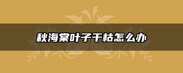 秋海棠叶子干枯怎么办