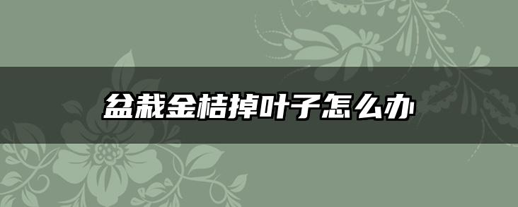 盆栽金桔掉叶子怎么办