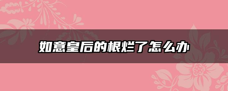 如意皇后的根烂了怎么办