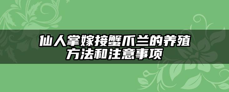 仙人掌嫁接蟹爪兰的养殖方法和注意事项