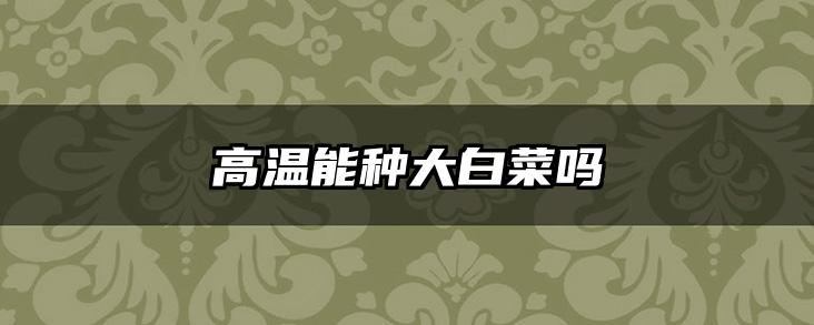 高温能种大白菜吗