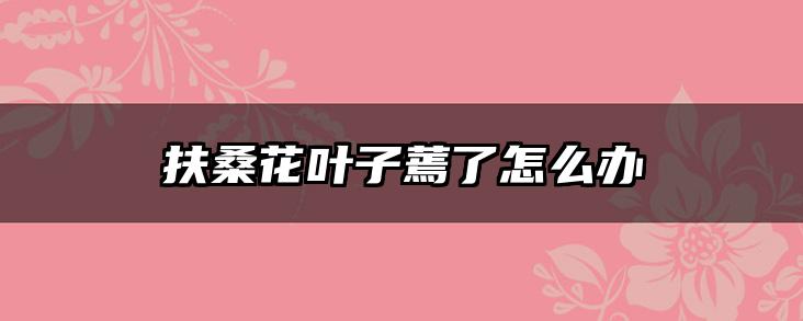 扶桑花叶子蔫了怎么办