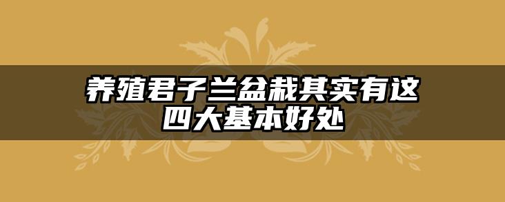 养殖君子兰盆栽其实有这四大基本好处