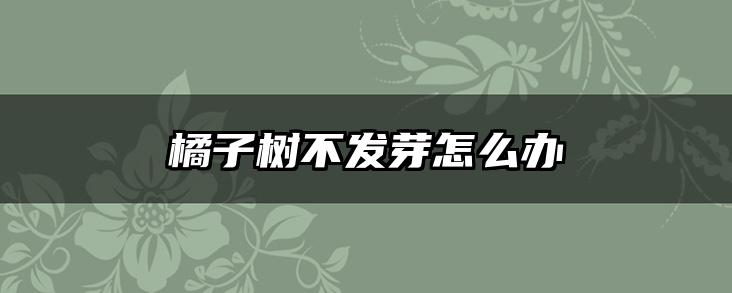 橘子树不发芽怎么办