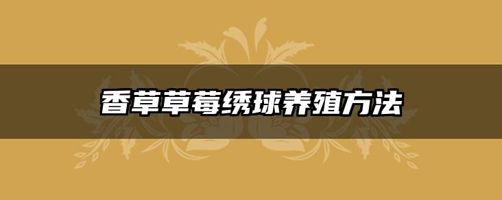 香草草莓绣球养殖方法