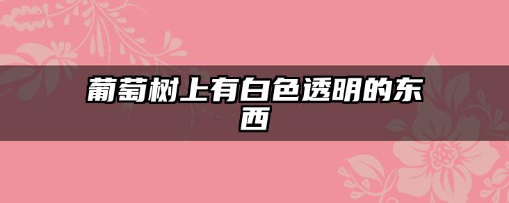 葡萄树上有白色透明的东西