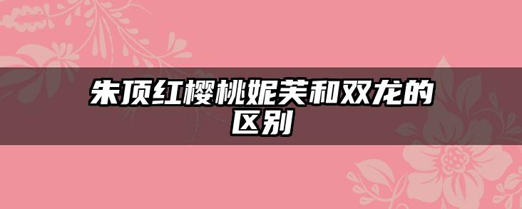 朱顶红樱桃妮芙和双龙的区别