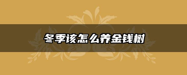 冬季该怎么养金钱树