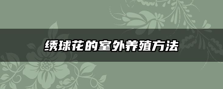 绣球花的室外养殖方法