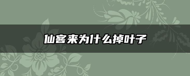 仙客来为什么掉叶子