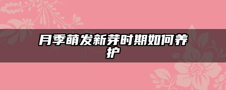 月季萌发新芽时期如何养护