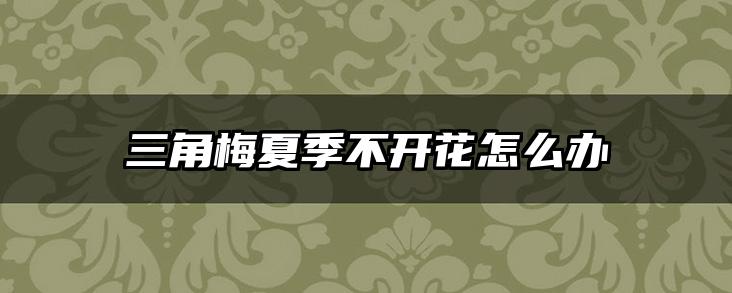 三角梅夏季不开花怎么办