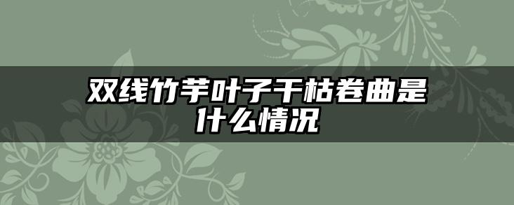 双线竹芋叶子干枯卷曲是什么情况