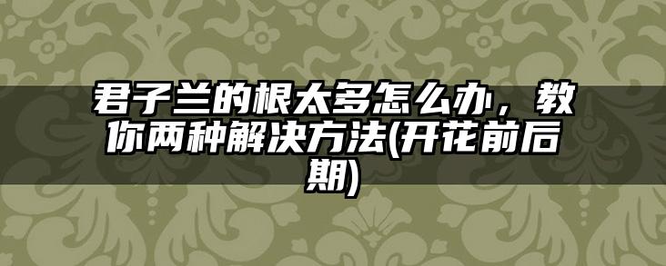 君子兰的根太多怎么办,教你两种解决方法(开花前后期)