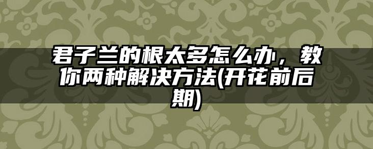 君子兰的根太多怎么办，教你两种解决方法(开花前后期)