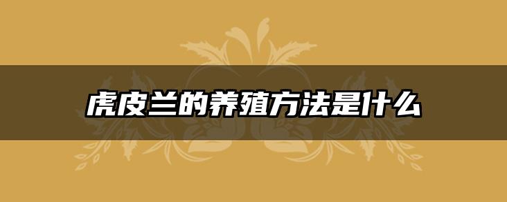 虎皮兰的养殖方法是什么
