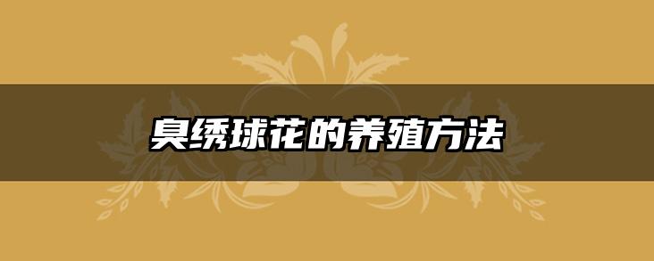 臭绣球花的养殖方法
