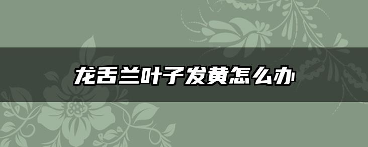 龙舌兰叶子发黄怎么办