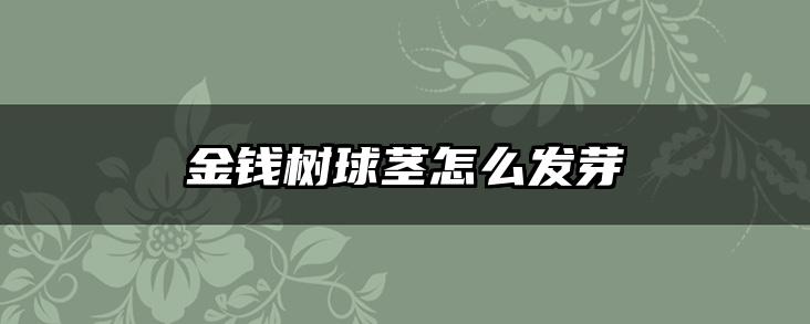 金钱树球茎怎么发芽