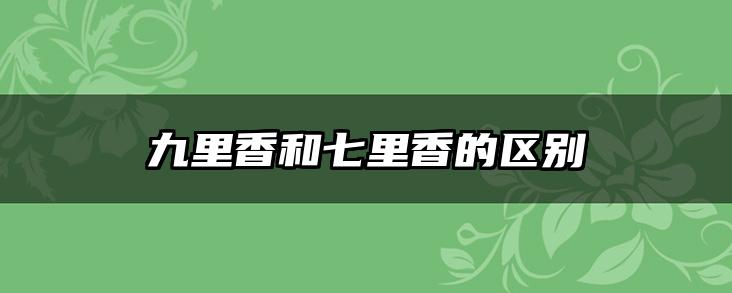 九里香和七里香的区别