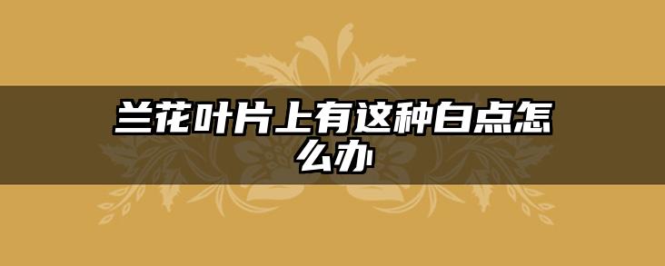 兰花叶片上有这种白点怎么办