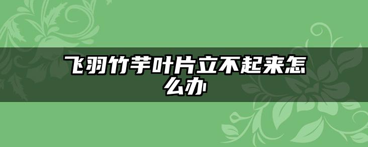飞羽竹芋叶片立不起来怎么办