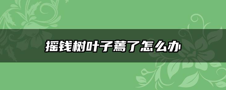 摇钱树叶子蔫了怎么办