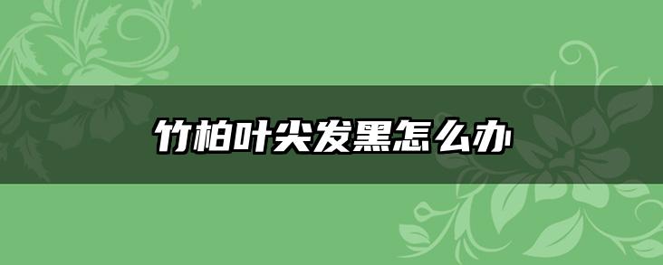 竹柏叶尖发黑怎么办
