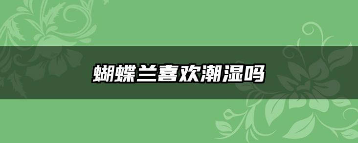 蝴蝶兰喜欢潮湿吗