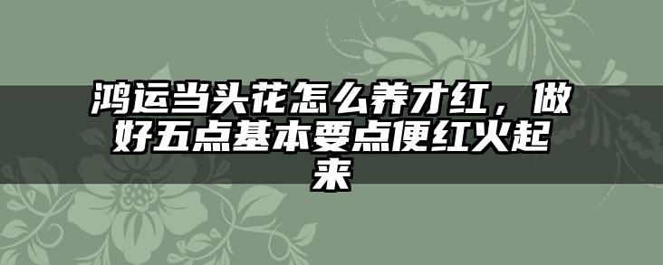 鸿运当头花怎么养才红，做好五点基本要点便红火起来